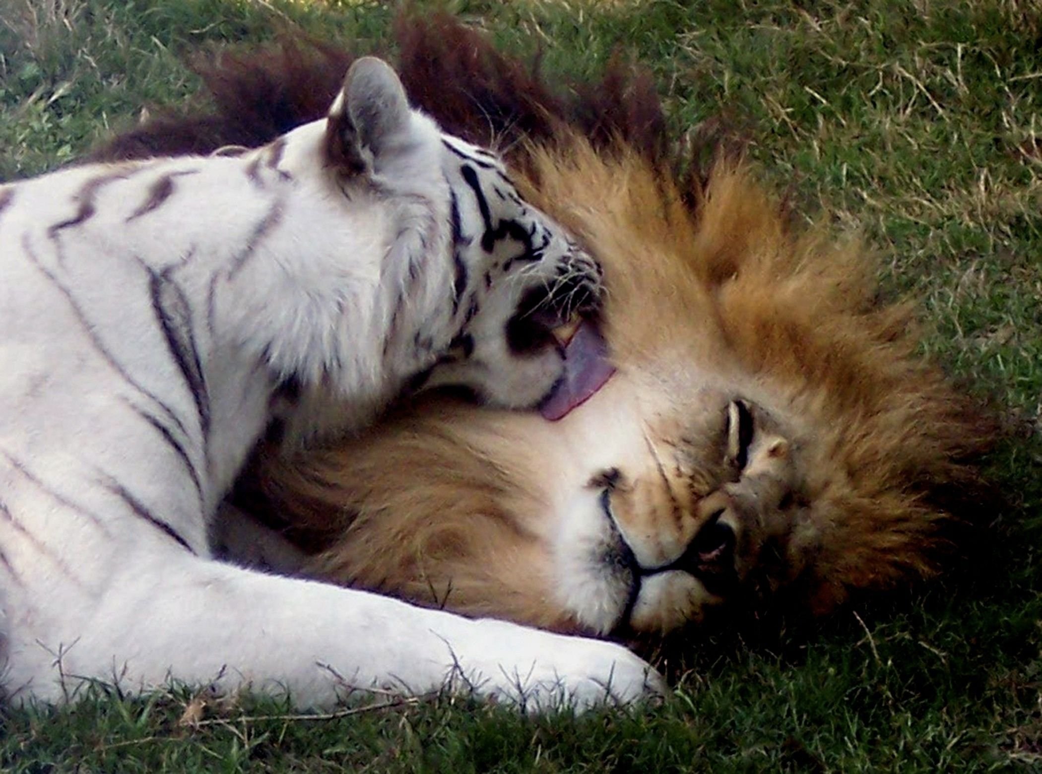 Живущие вместе видео. Лев и тигр. Тигр львицу Лев тигрицу. Лев и тигрица любовь. Лев и белая тигрица.