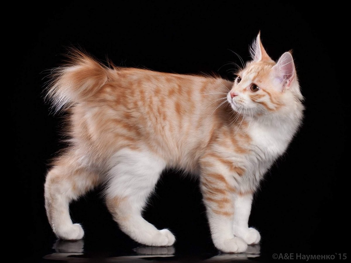 Как называется порода кошек без хвоста фото