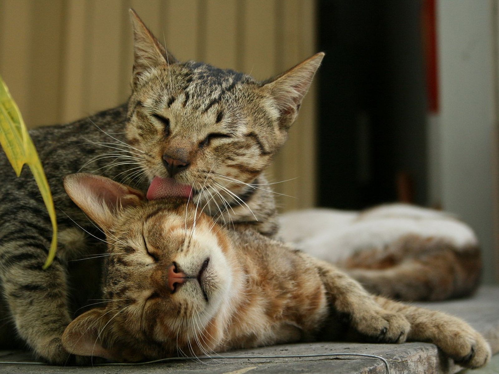 Love cat biz zera. Кошки любовь. Влюбленные кошки. Кошка ласкается. Страстные котики.