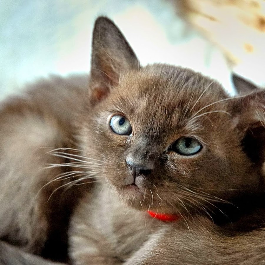 Метис бурманской кошки