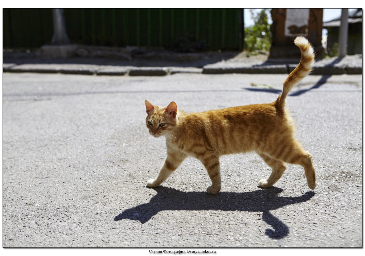 Важно шагающая. Кот идет. Рыжий кот идет. Рыжий кот гуляет. Кот идет вперед.