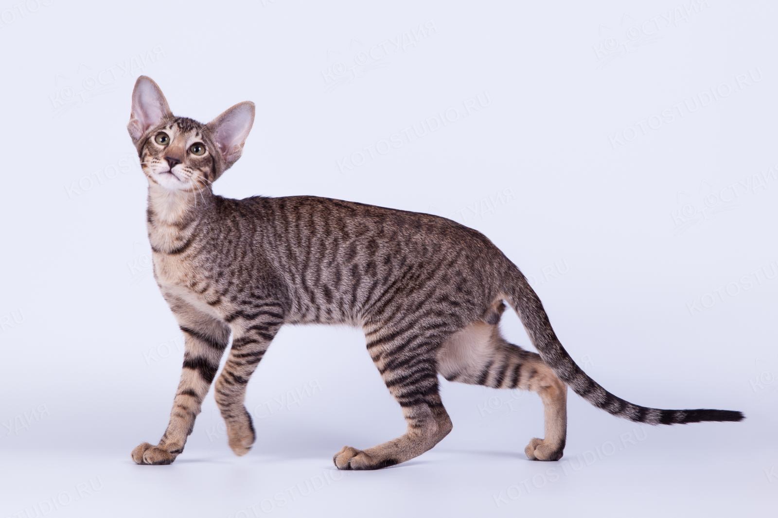 Окрас кошки породы ориентальная. Ориентальная кошка тигровая. Ориентальная кошка табби. Ориентал кошки полосатый окрас. Ориентальная кошка пятнистая.