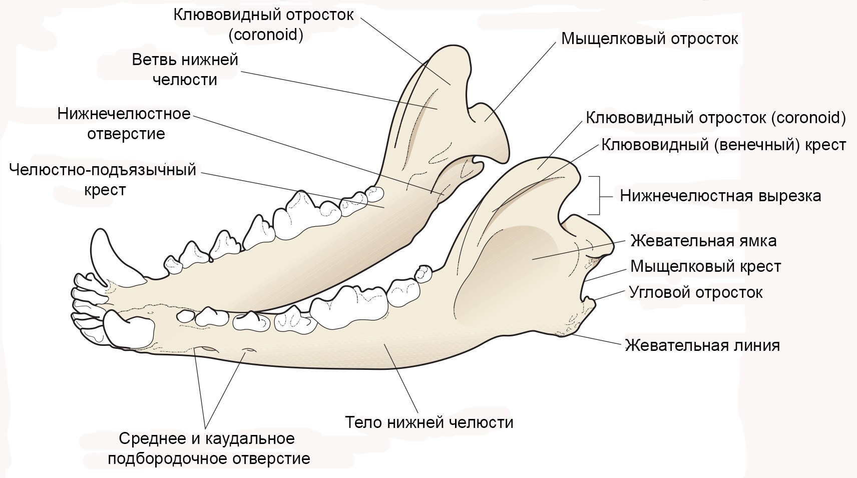 Зубы у кошки схема по возрасту таблица