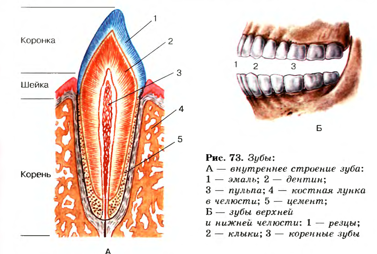 Строение зубов схема