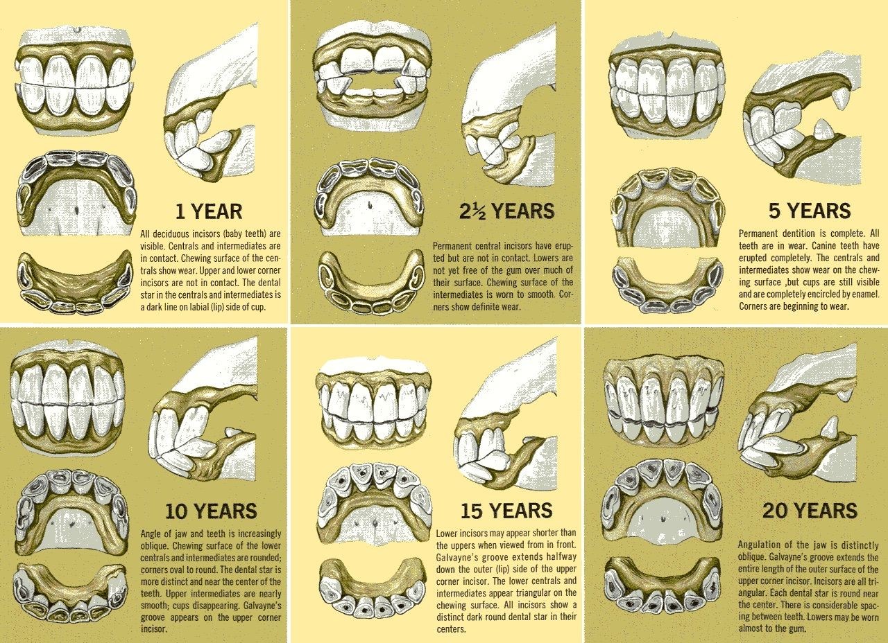Возрастные изменения резцовых зубов лошади