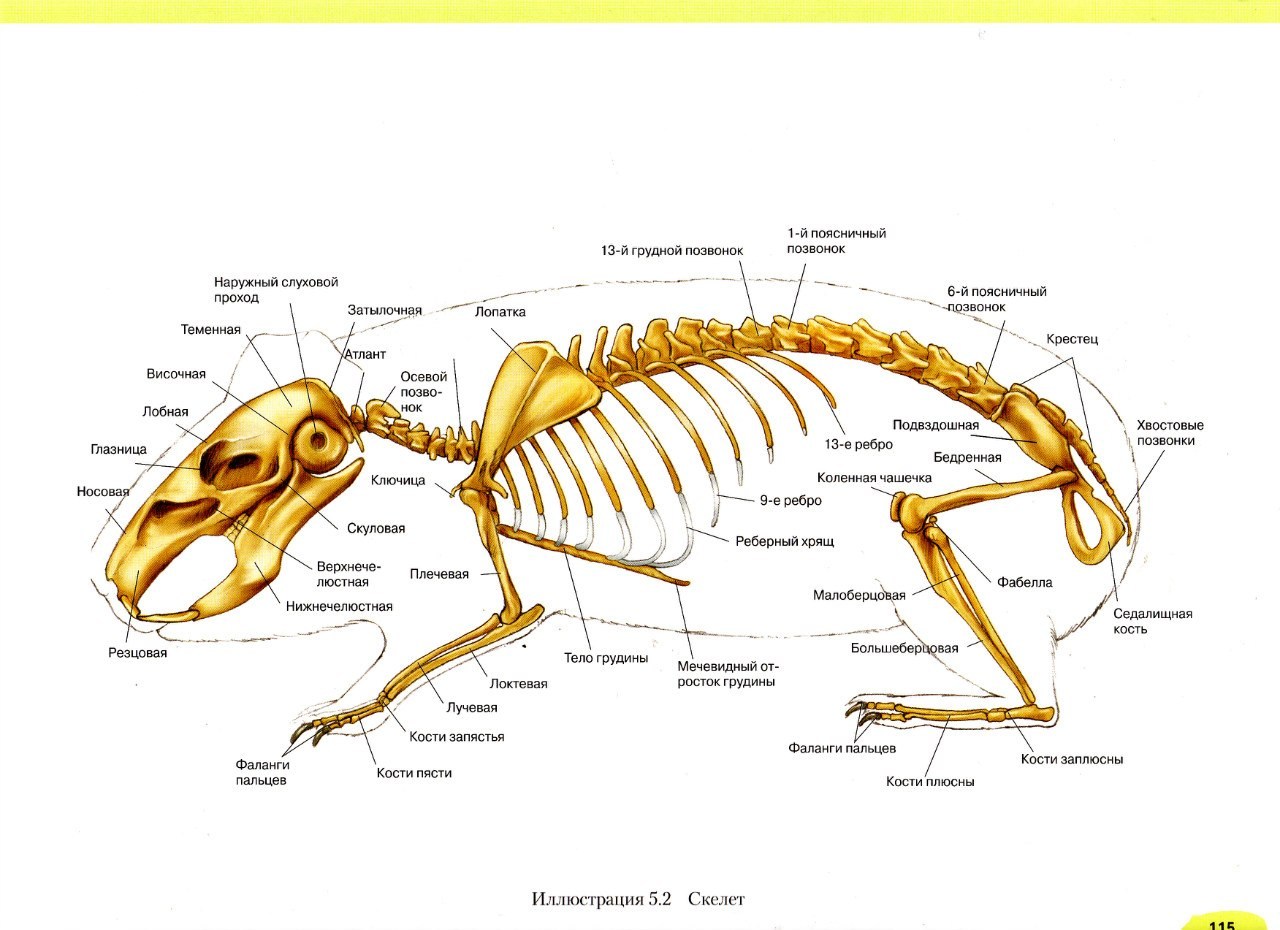 Особенности скелета кролика. Строение морской свинки анатомия самца. Строение скелета морской свинки. Анатомия морской свинки скелет. Скелетное строение морской свинки.