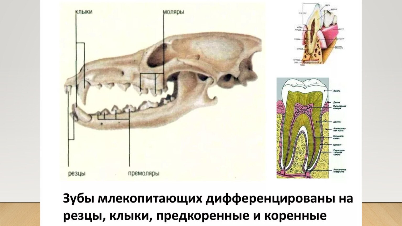 Премоляры и моляры предназначены для у млекопитающих. Строение зубов млекопитающих зубная система. Зубная система млекопитающих резцы. Альвеолярное строение зубов млекопитающих. Зубная система млекопитающих 7 класс.