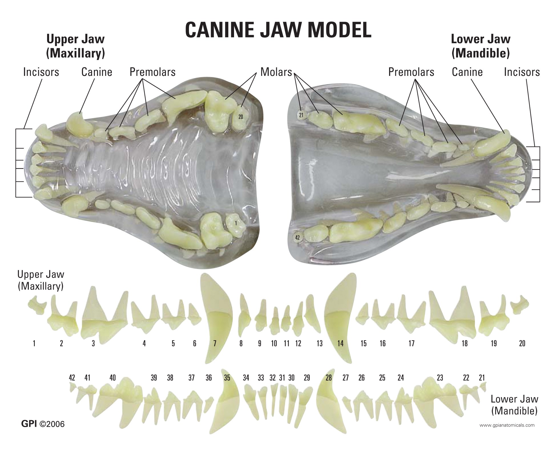 Строение зубов у кошек схема и фото