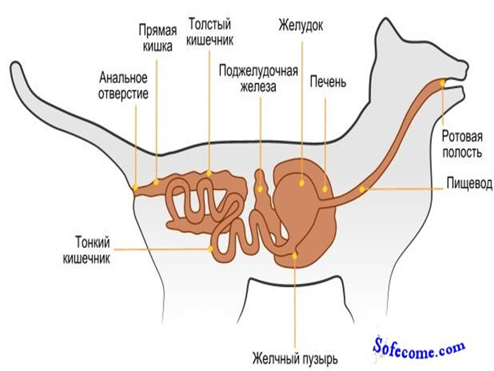 Строение кишечника у кошки схема