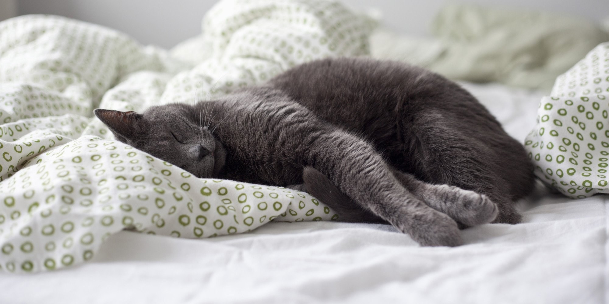 Котенок в постели. Спящий кот. Спящие котики.