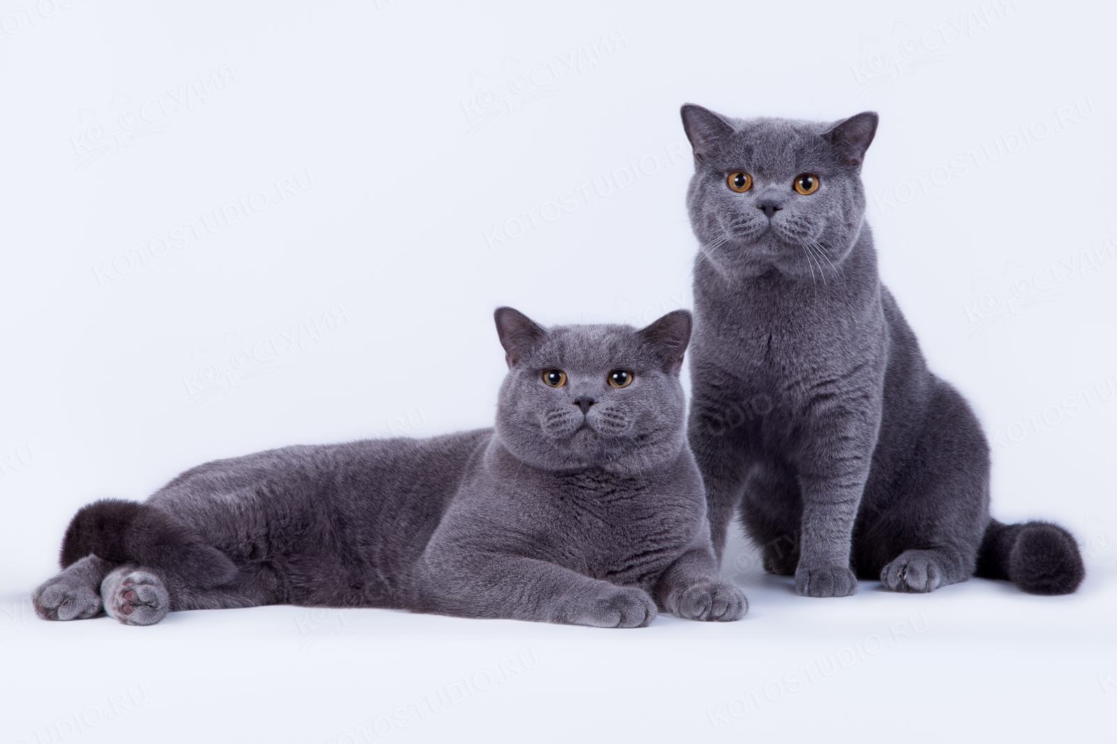 кошки британской породы характер фото