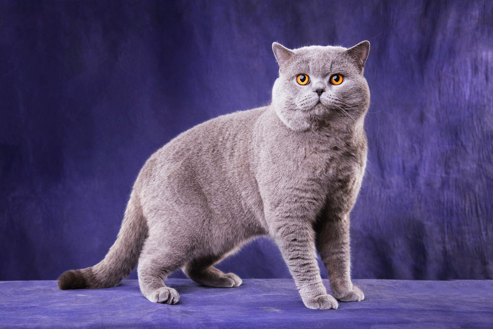 Фотографии породы британских кошек. Британская короткошёрстная кошка. Британская короткошёрстная кошка шартрез. Порода Бритиш Шортхэйр. Британский короткошерстный кот серый.