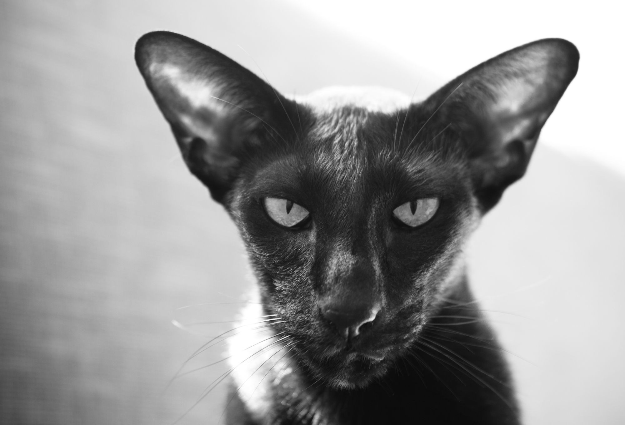 Черные абиссинские кошки фото
