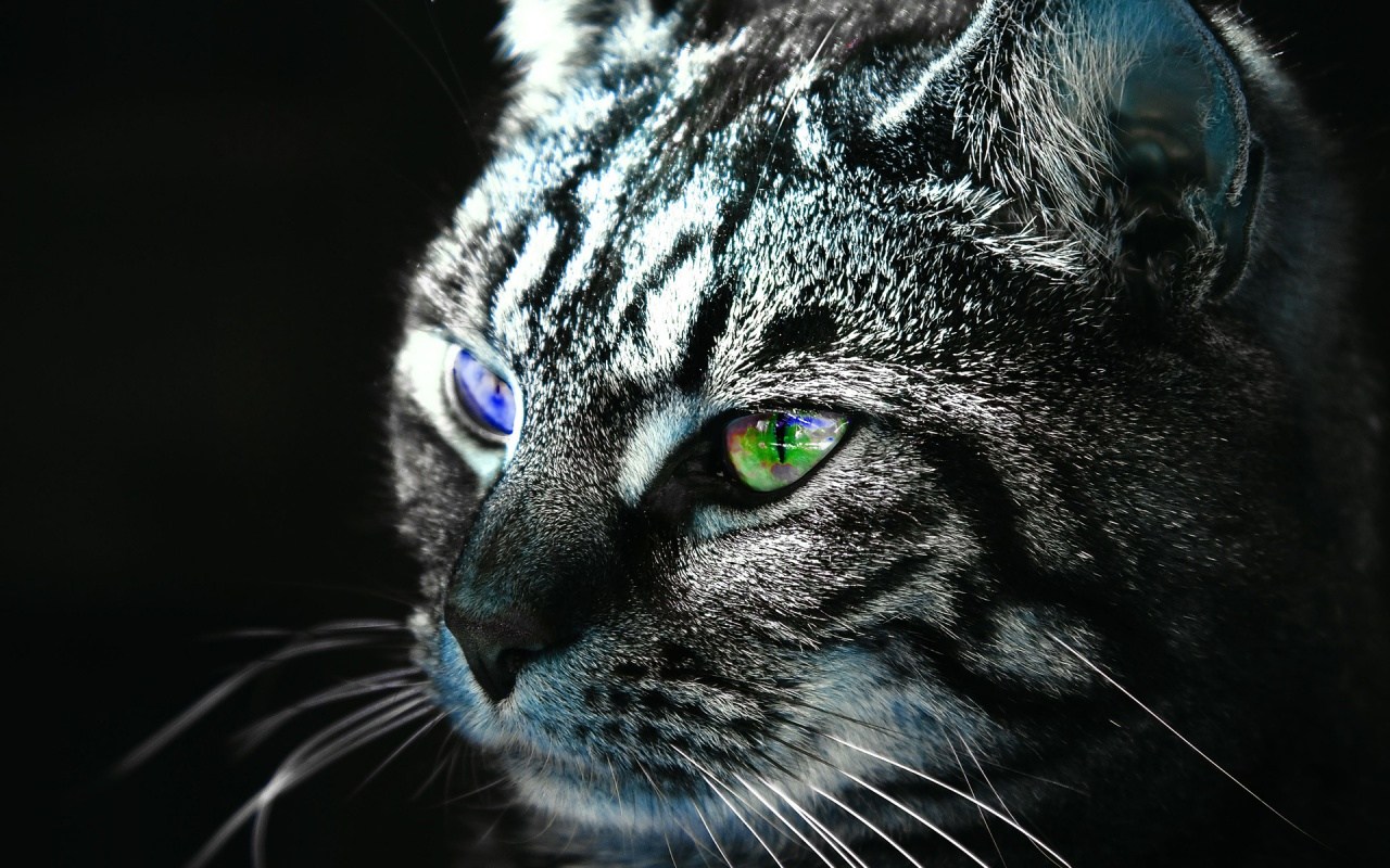 Черный кот с разноцветными глазами