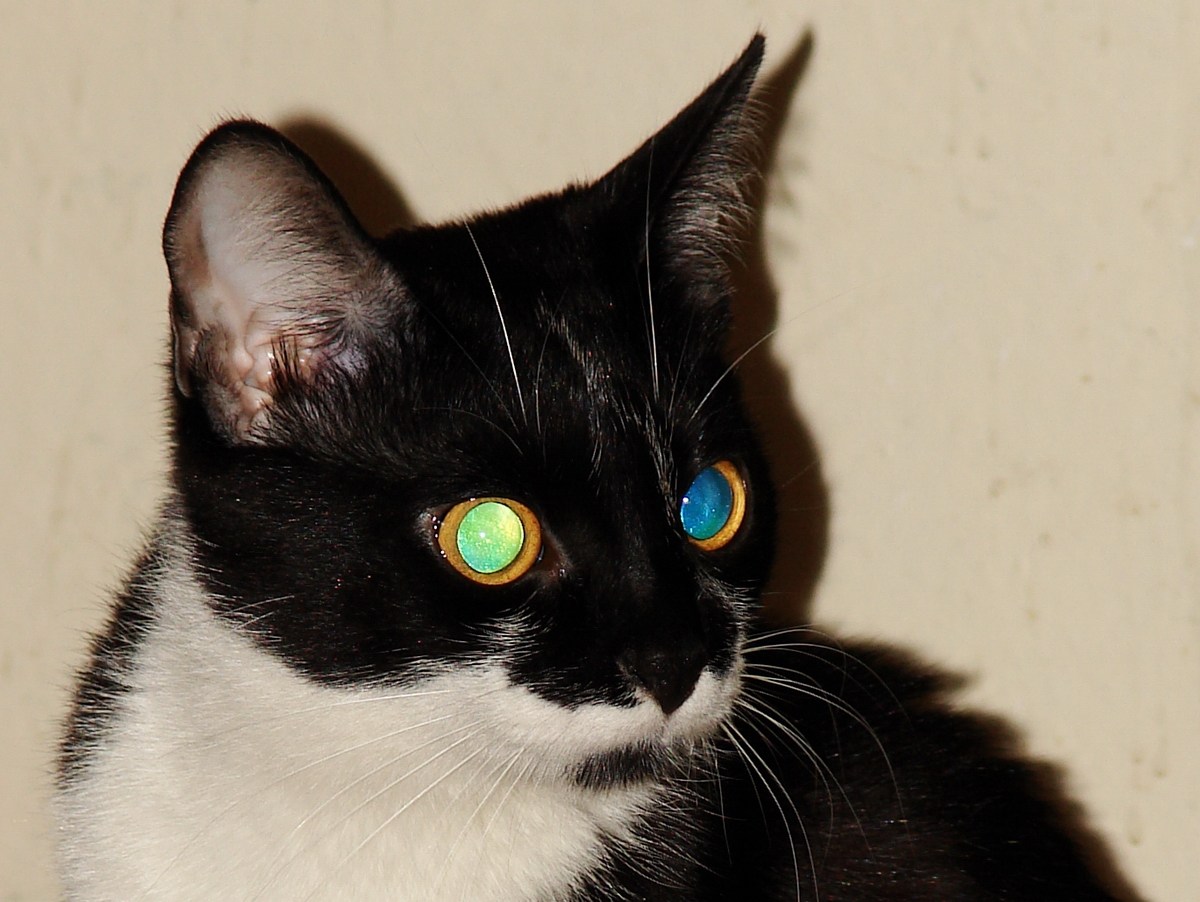 Кошачьи глаза со вспышкой