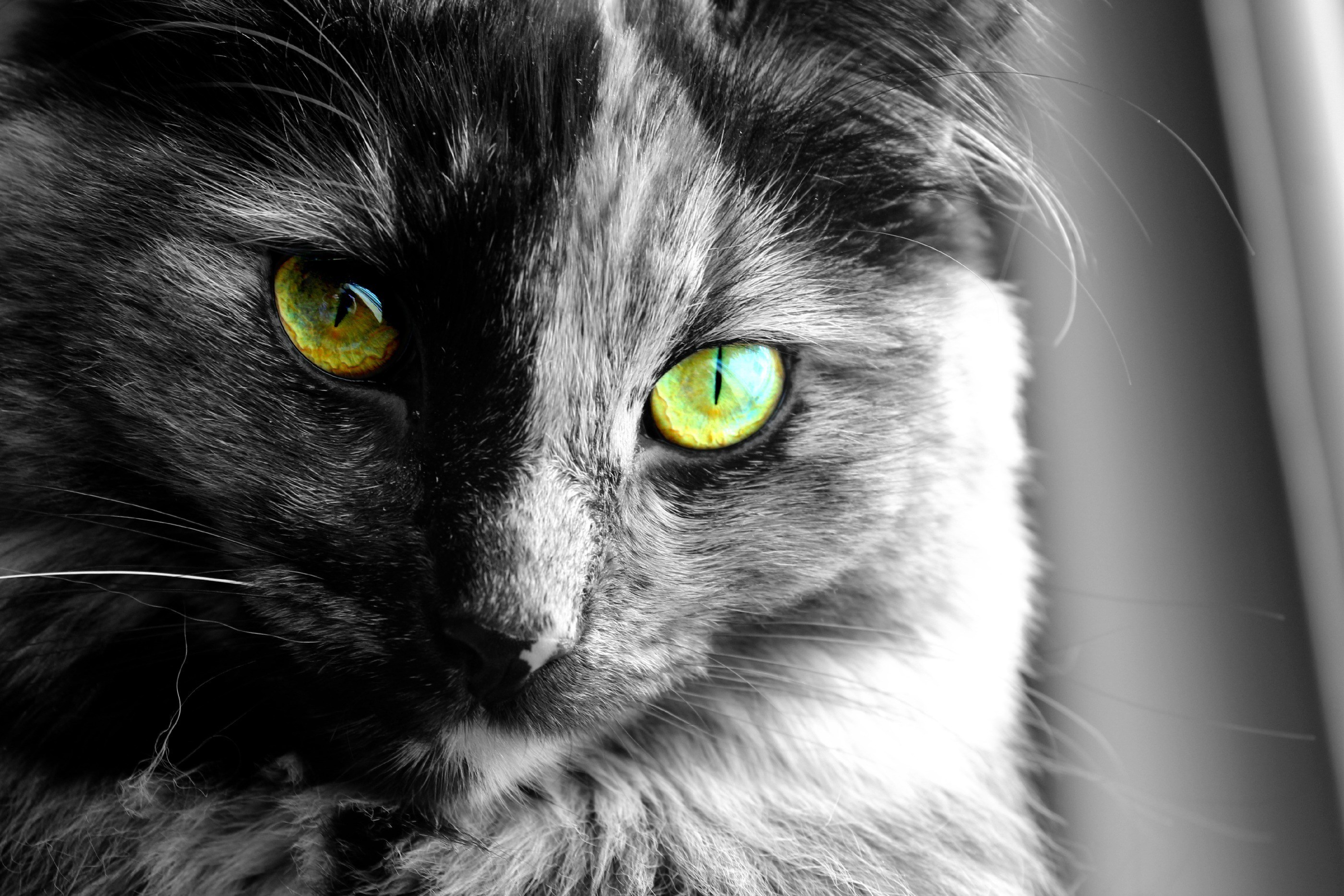 Выразительные кошачьи глаза