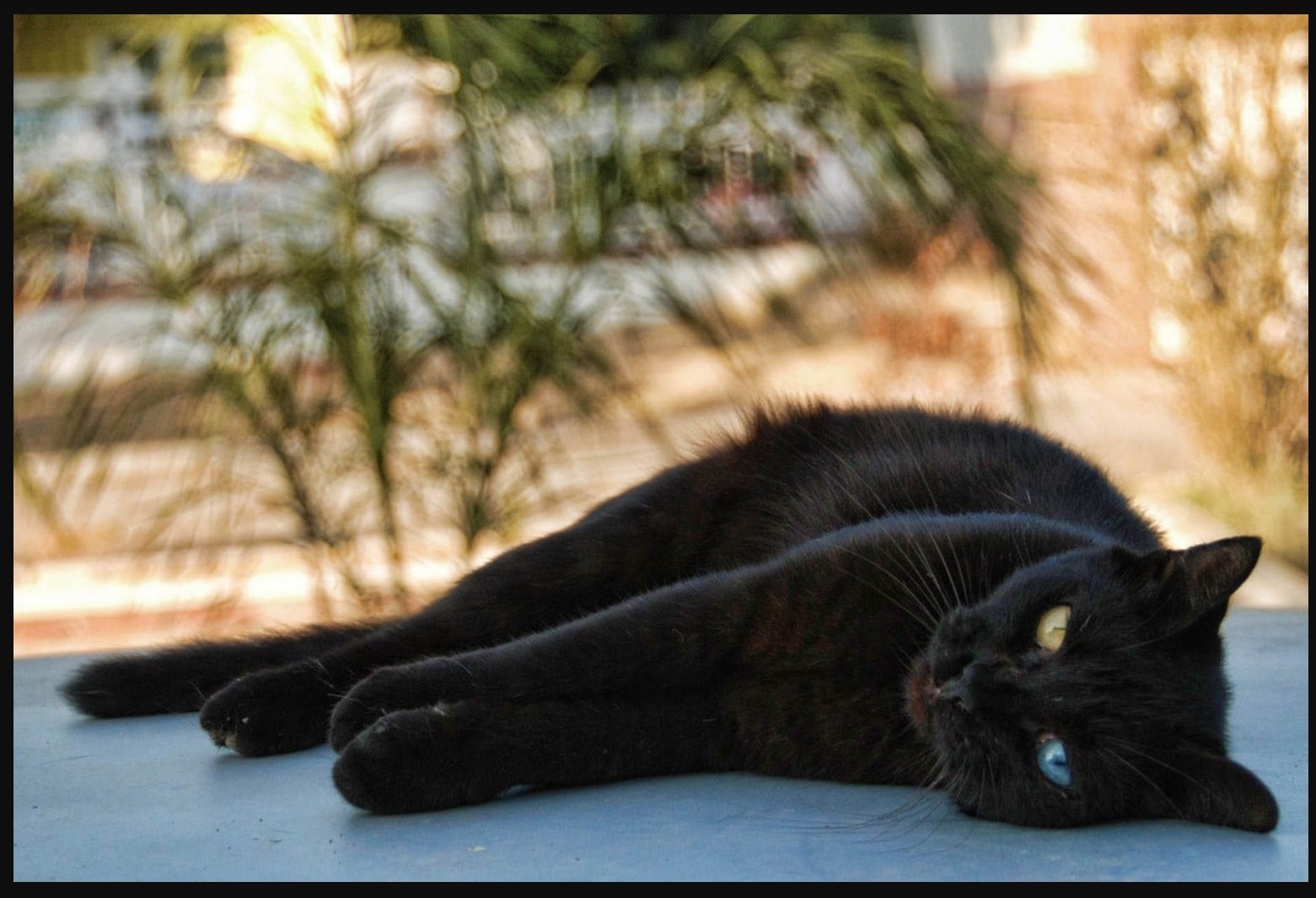 Черный кот гетерохромия