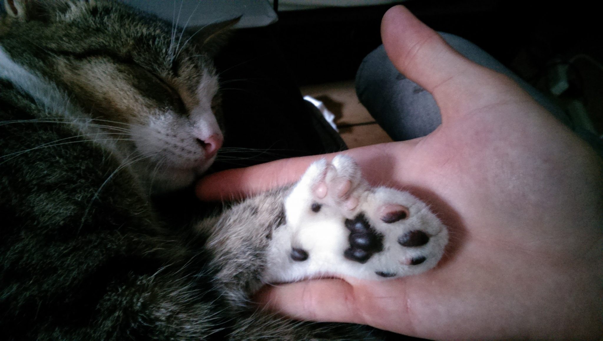 К чему снится кошка кусает за руку. Лапки кошки. Кошачьи подушечки на лапах. Кошачья лапа. Кошачья лапка милота.