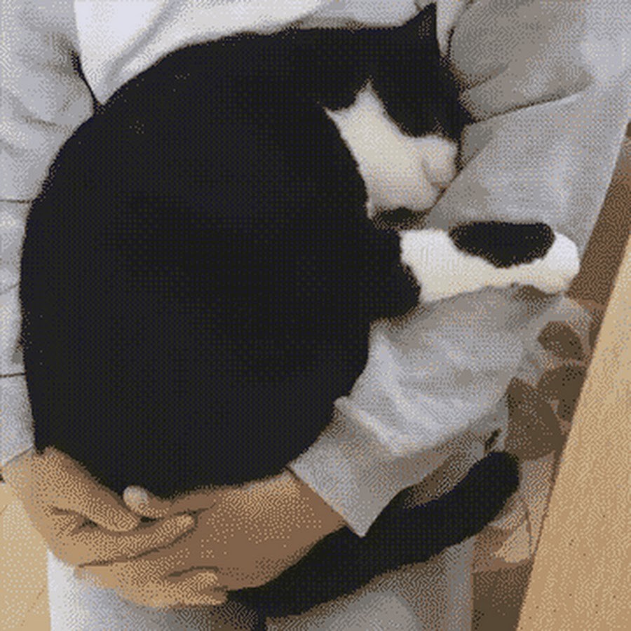 Котик обнимает человека