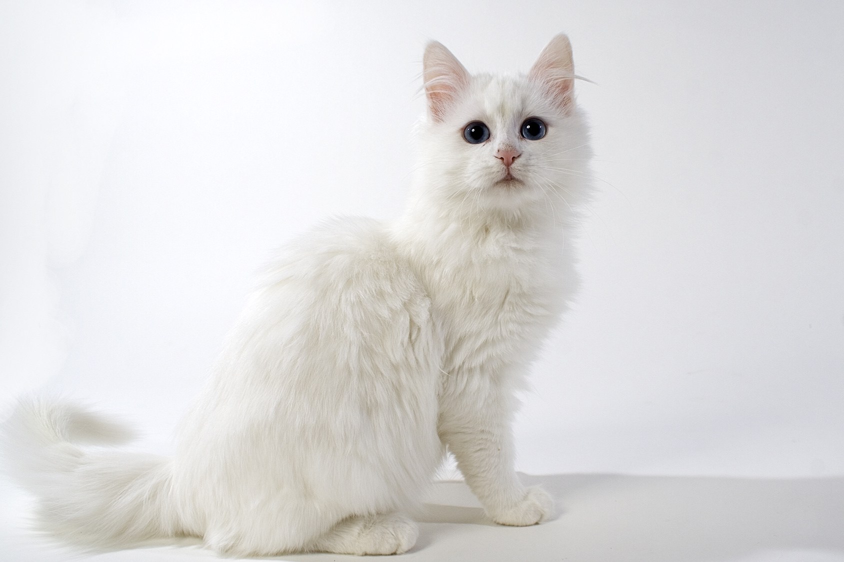 Как называется белая порода кошек. Ангорская кошка. Турецкая ангора кошка. Турецкая ангорская кошка. Ангорская кошка турецкая ангора.