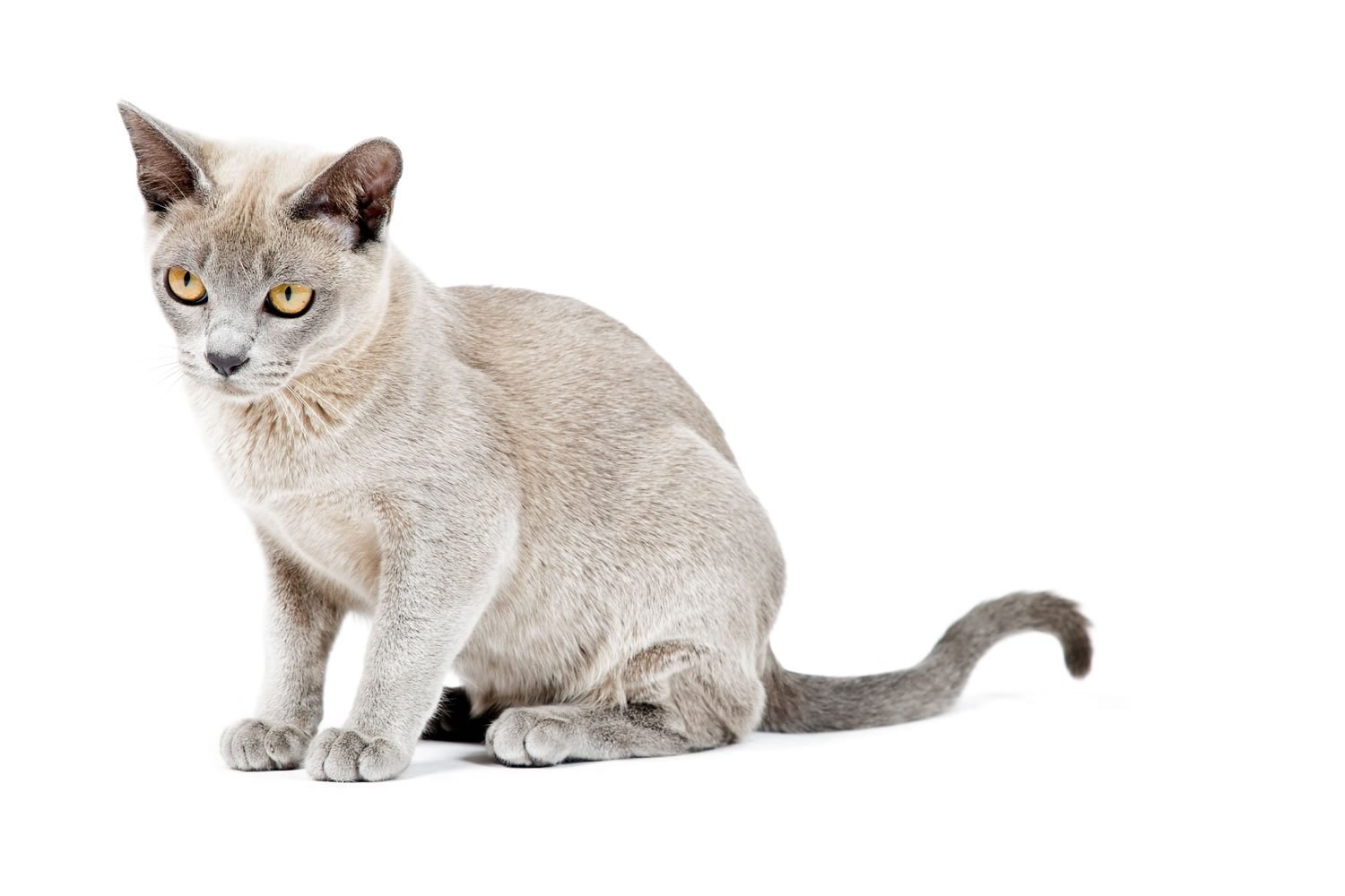 Бирманская кошка на белом фоне