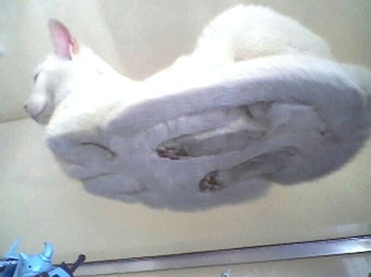Кот на стеклянном столе