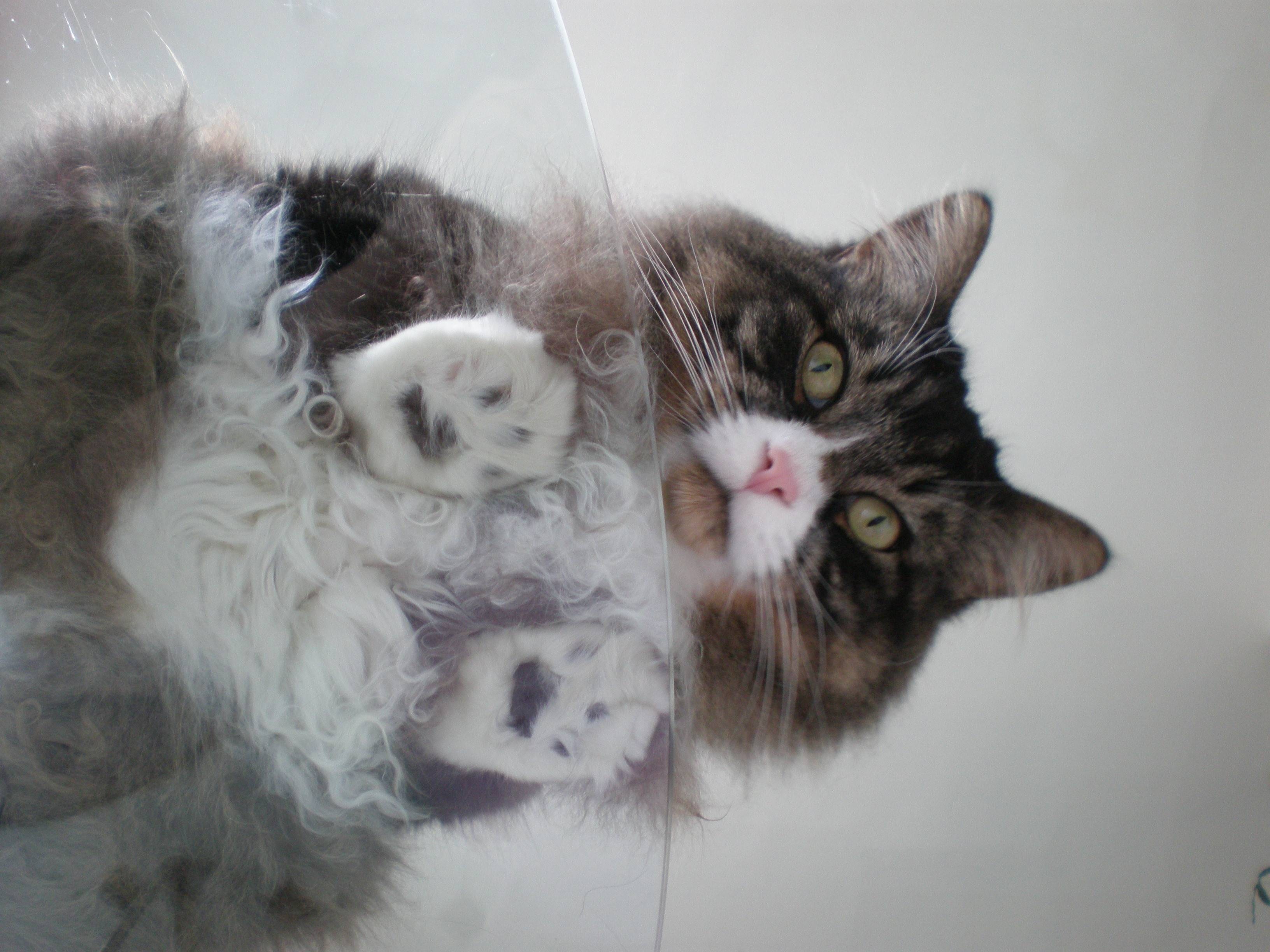 Фото кота снизу на стеклянном столе