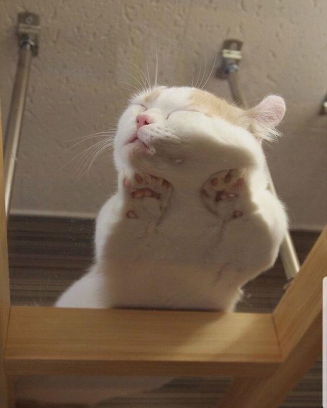 котенок на стеклянном столе