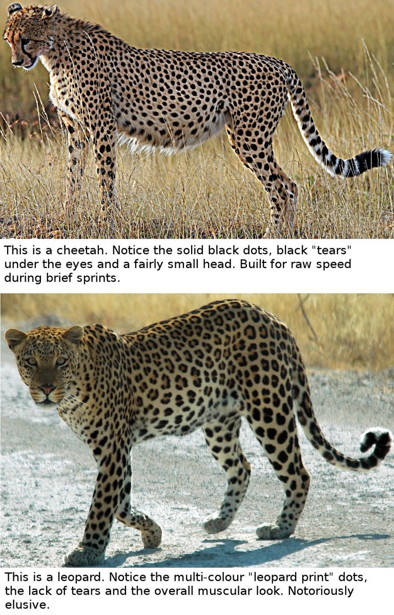 Ягуар леопард гепард отличия