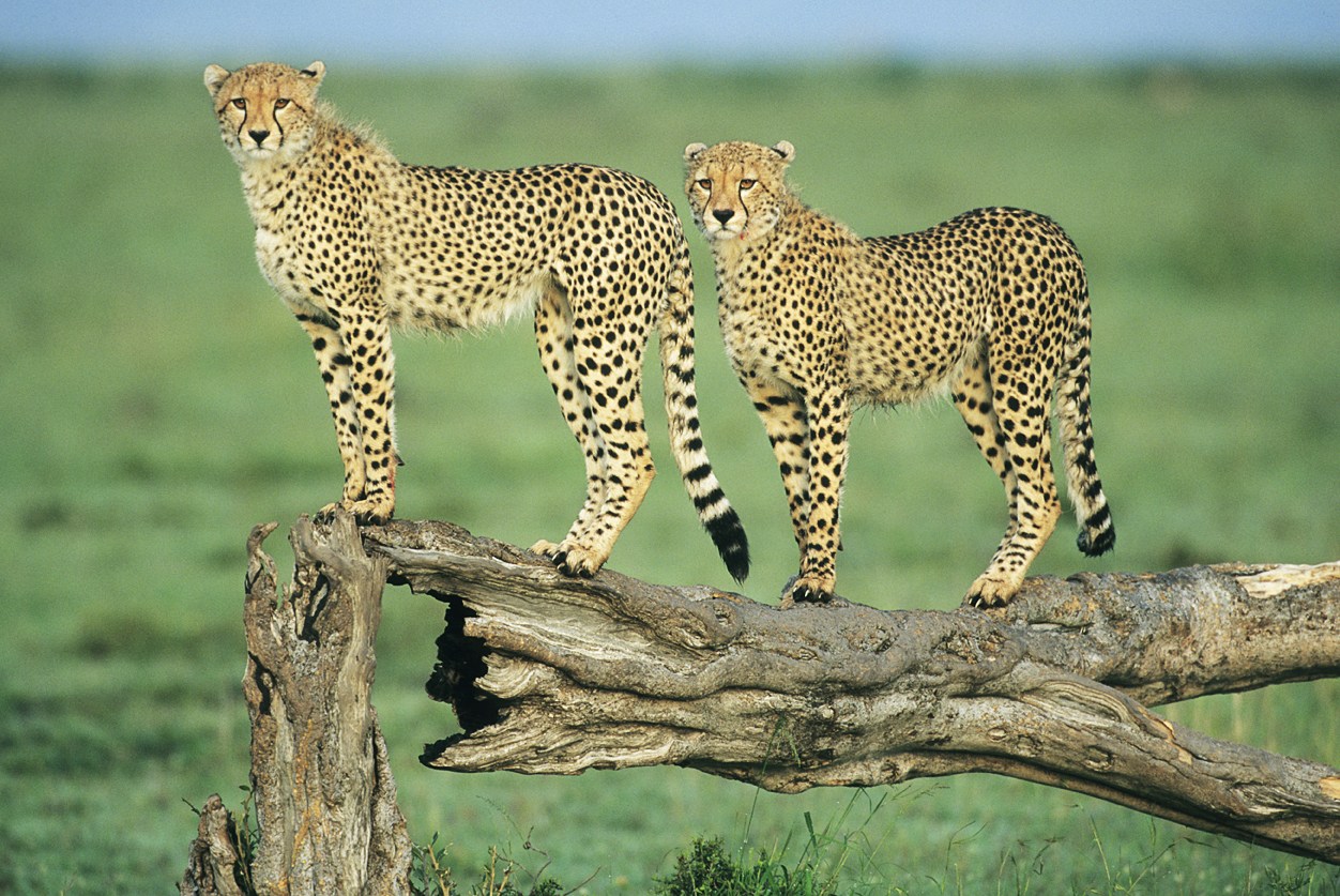 Cuantos leopard tiene españa