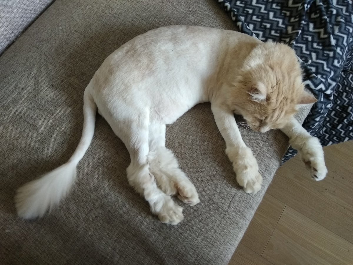 Подстригли кота а он белый