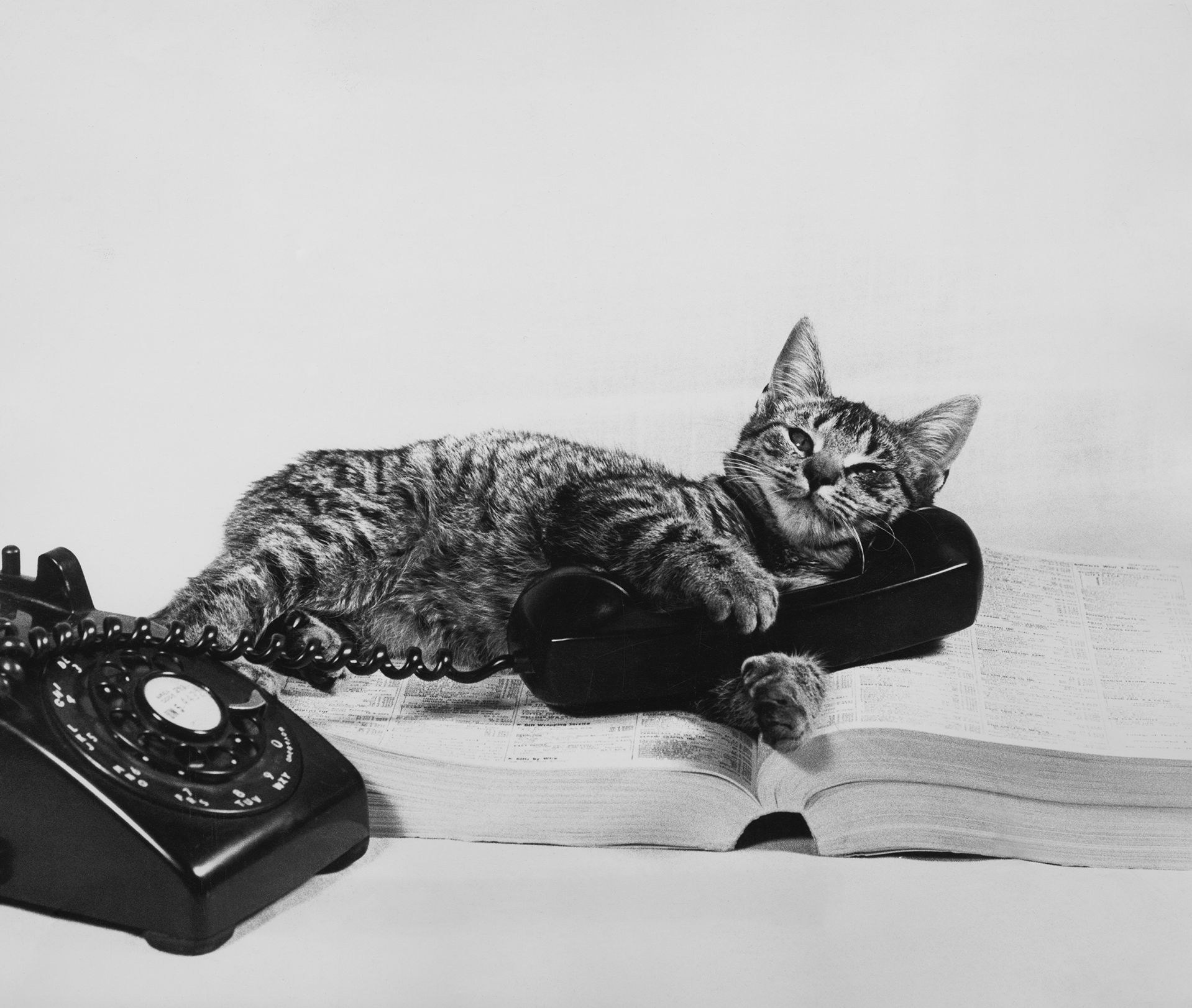 Телефон киса. Кот с телефоном. Кошечка с телефоном. Кошка с мобильником. Кот с телефонной трубкой.