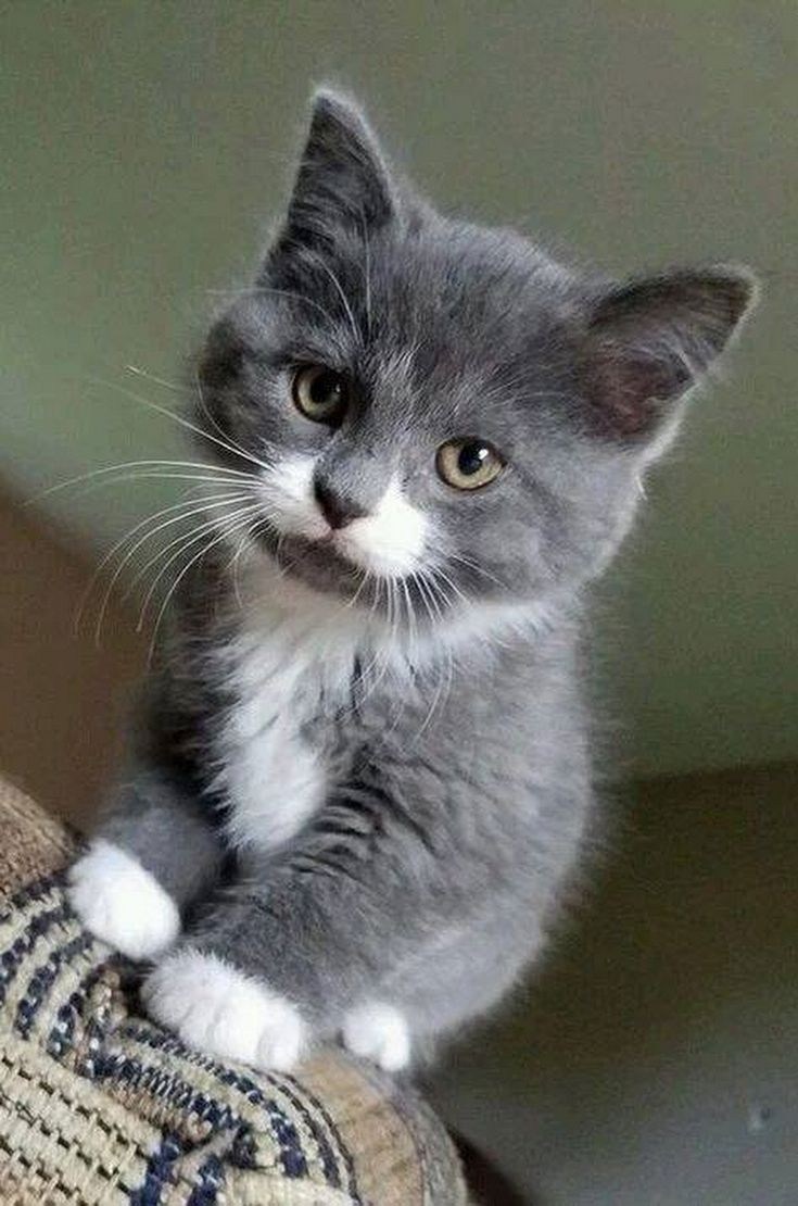 котенок фото милый серый