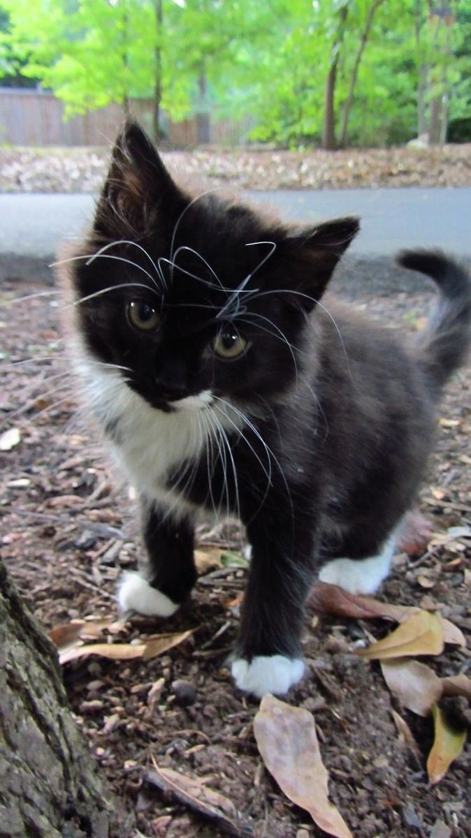 Черный котенок с белыми лапками и грудкой