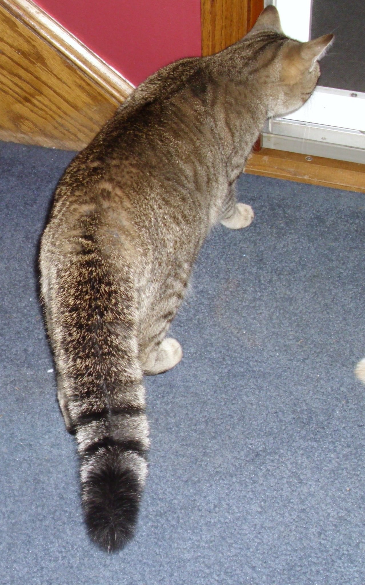 Кошки с толстым хвостом