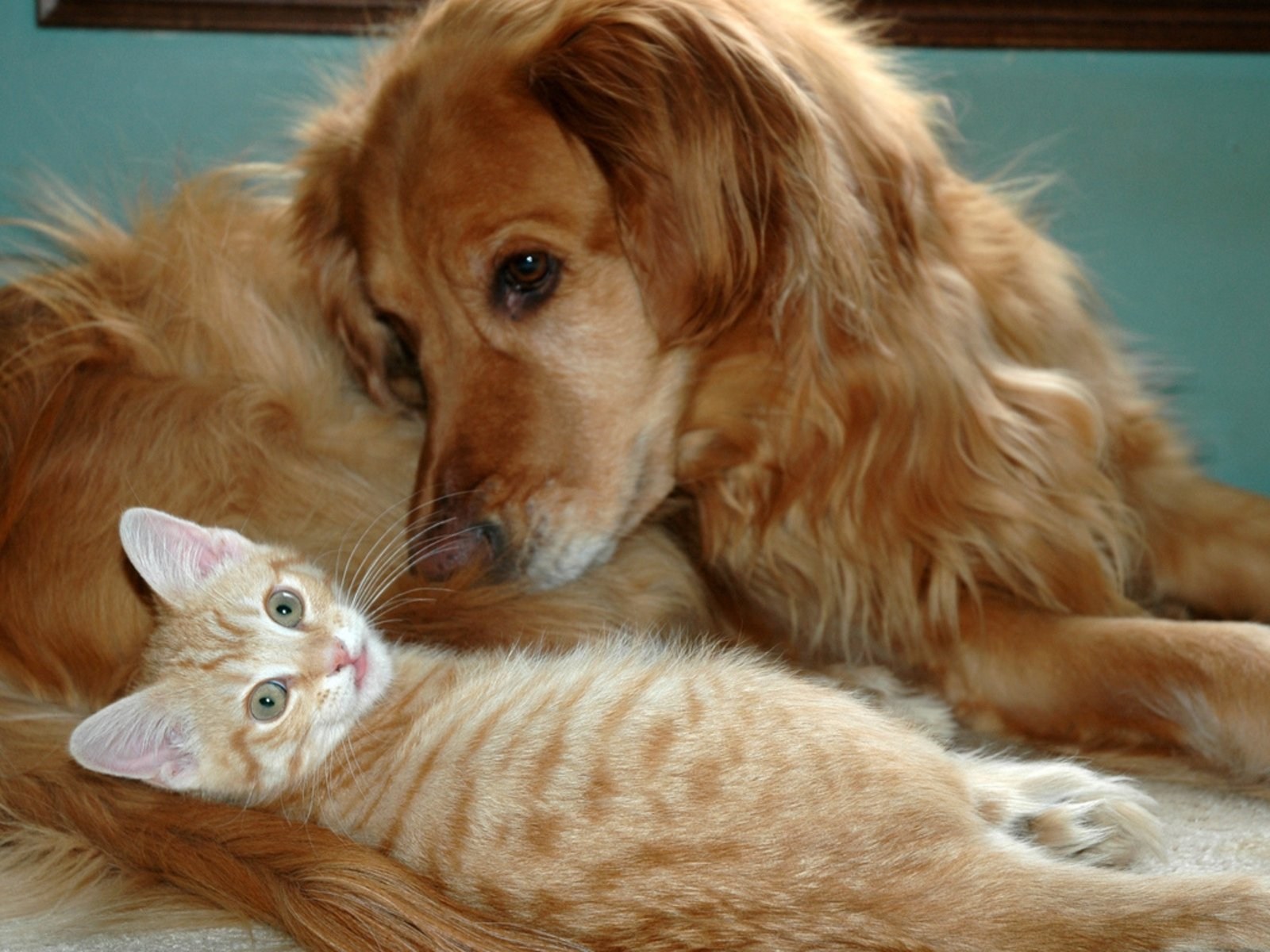 Dog and cat playing. Кошки и собаки. Картинки кошек и собак. Rjireb b CJ,FRB. Собака и кошка вместе.