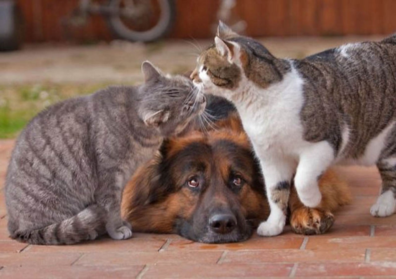 Кот в собаках 2. Кошки и собаки. Кот и собака дружат. Дружба животных. Собака с кошкой дружат.