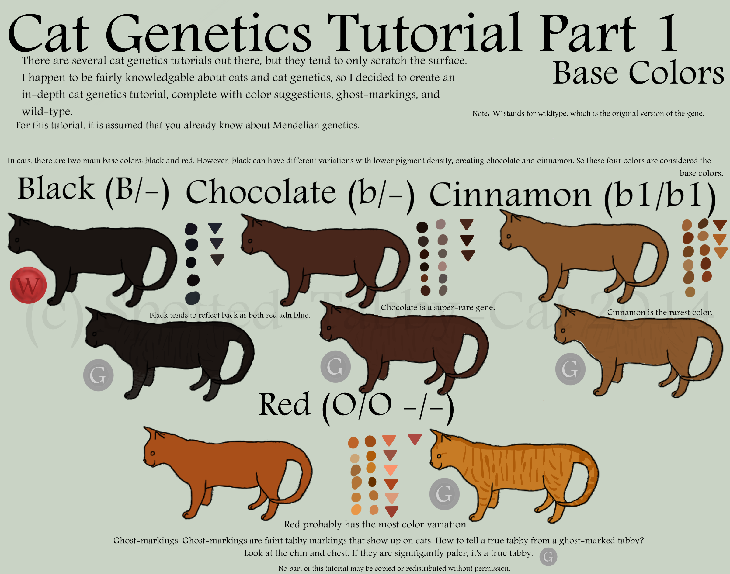 Наследование окраса у кошек. Генетика кошачьих окрасов. Генетика окраса котов. Генетика цвета шерсти кошек.