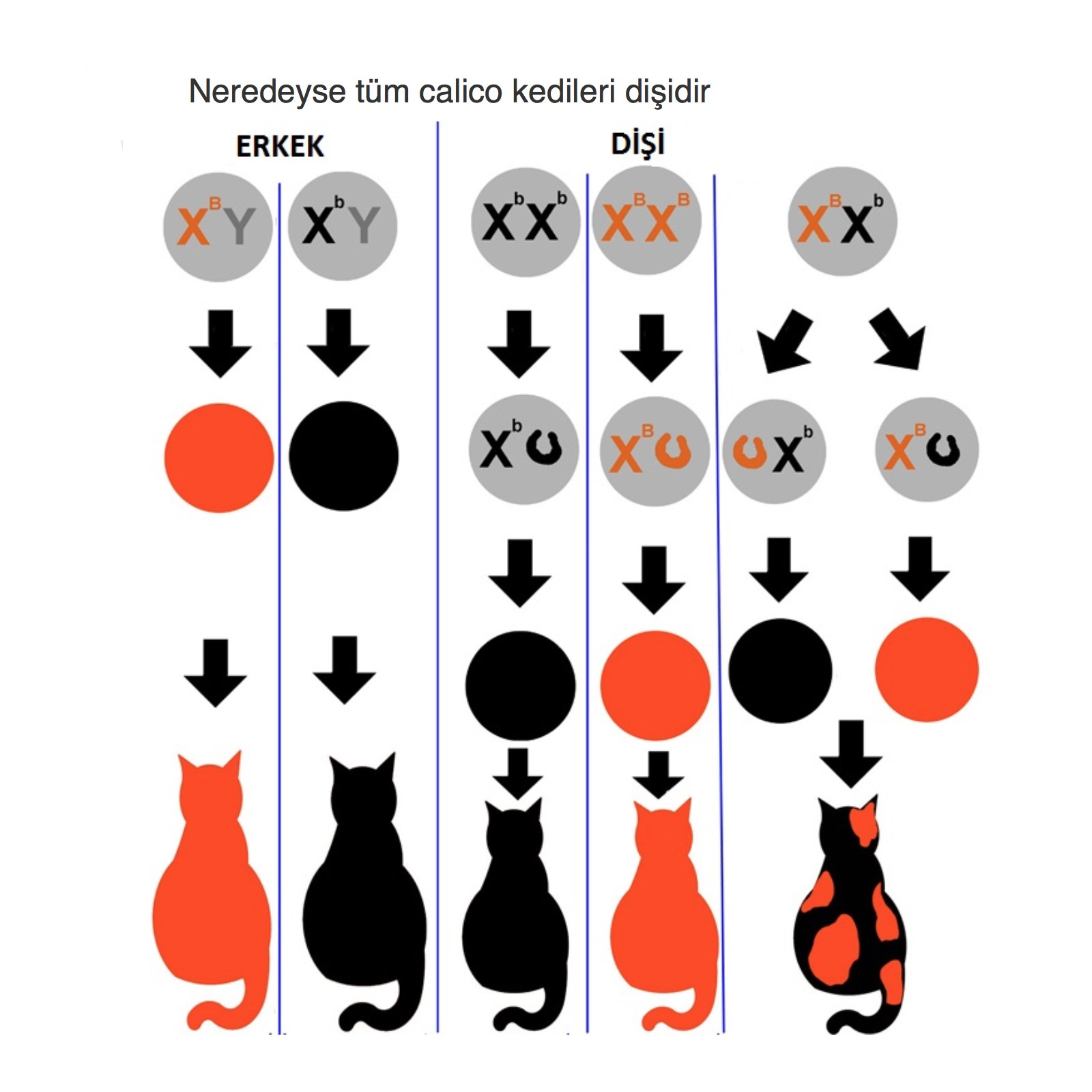 Черепаховая окраска кошек генетика