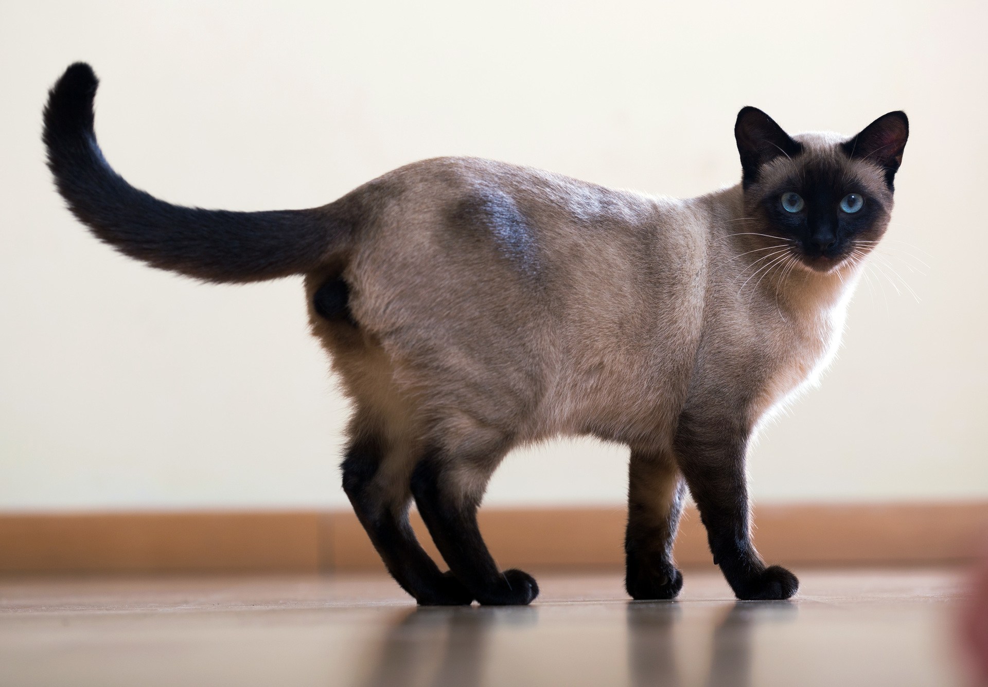 разновидности сиамских кошек фото