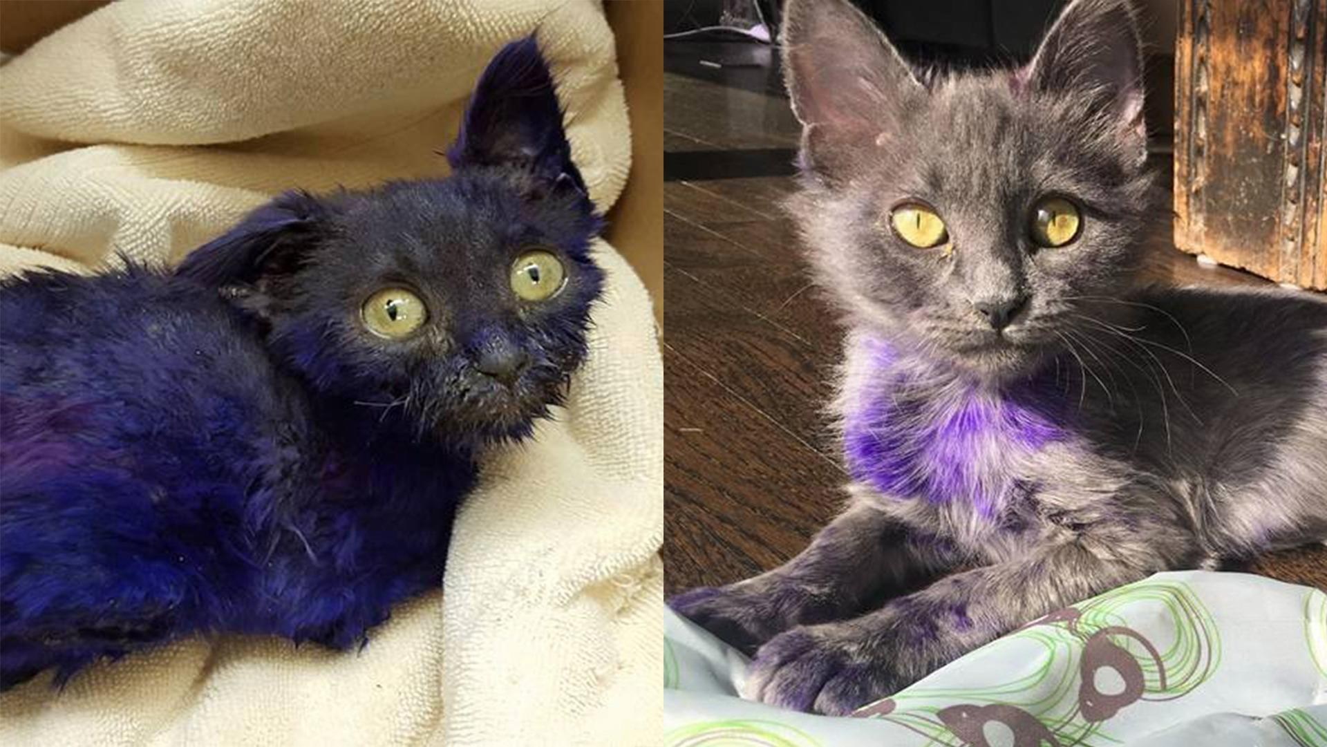 Кошка с фиолетовой шерстью