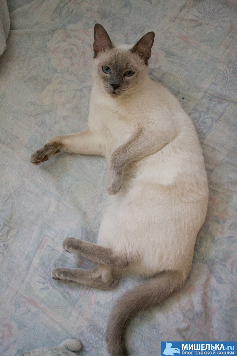 Толстый тайский кот