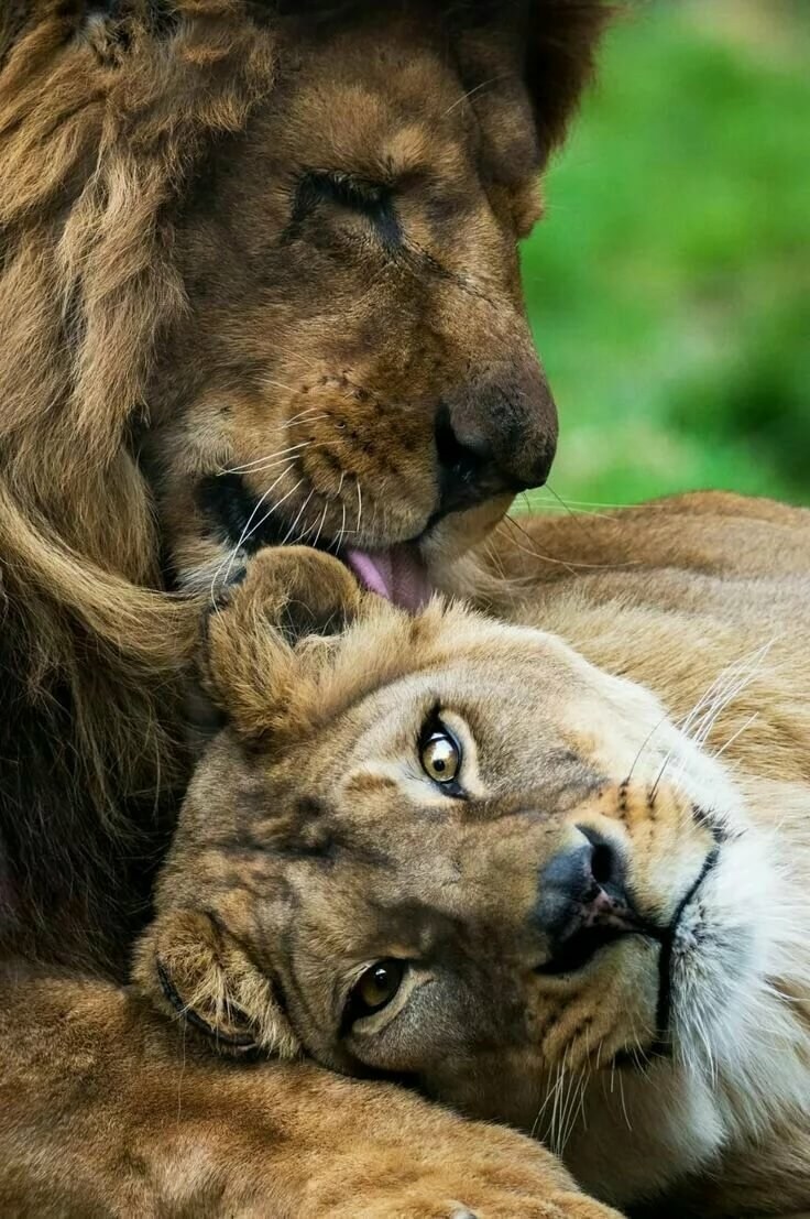 Фото львов и львиц в хорошем качестве романтические