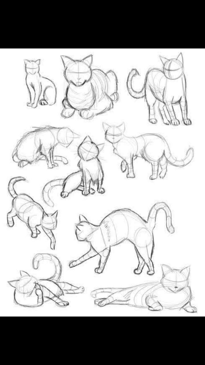 Кошачья анатомия для рисования
