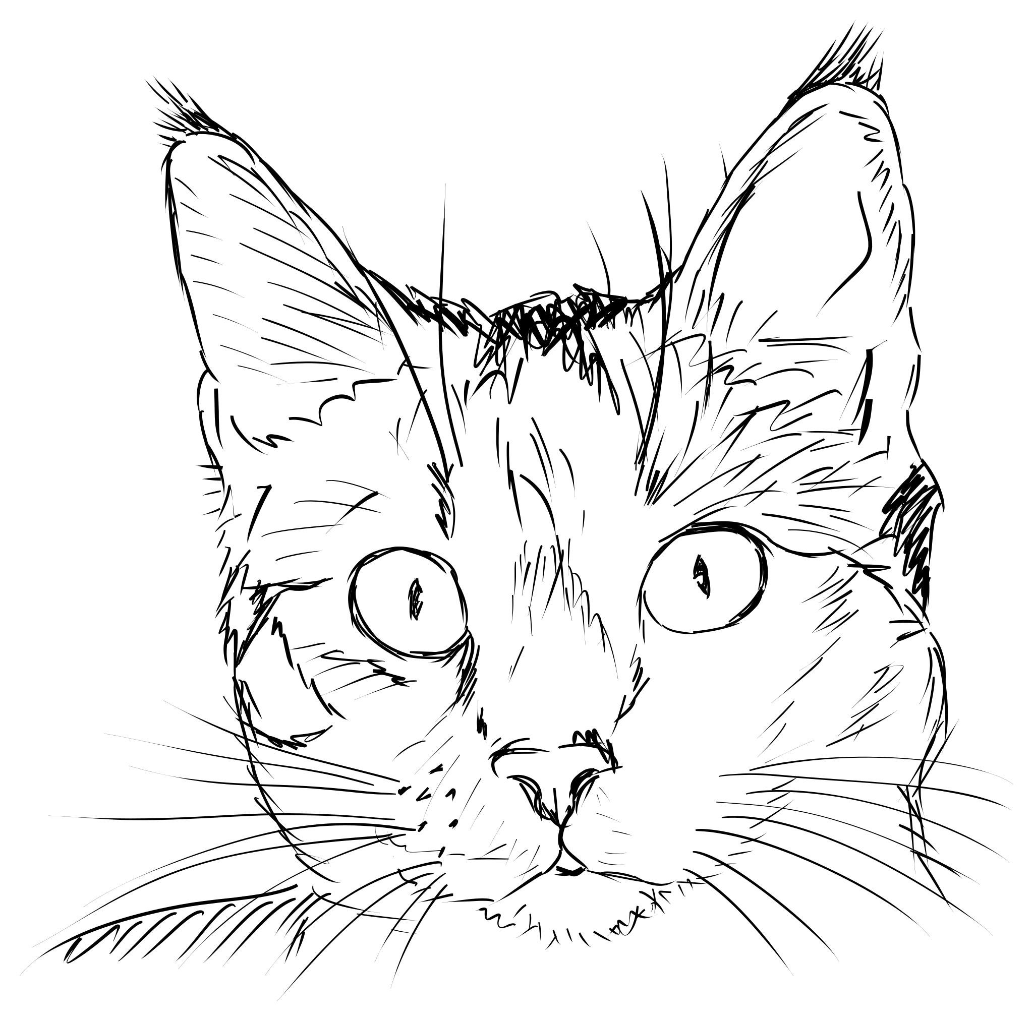 фото рисунка кота карандашом