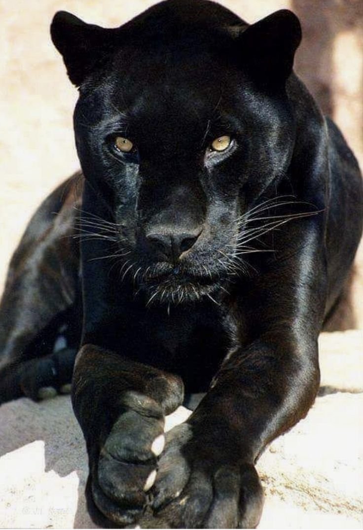 Black puma animal: векторная графика