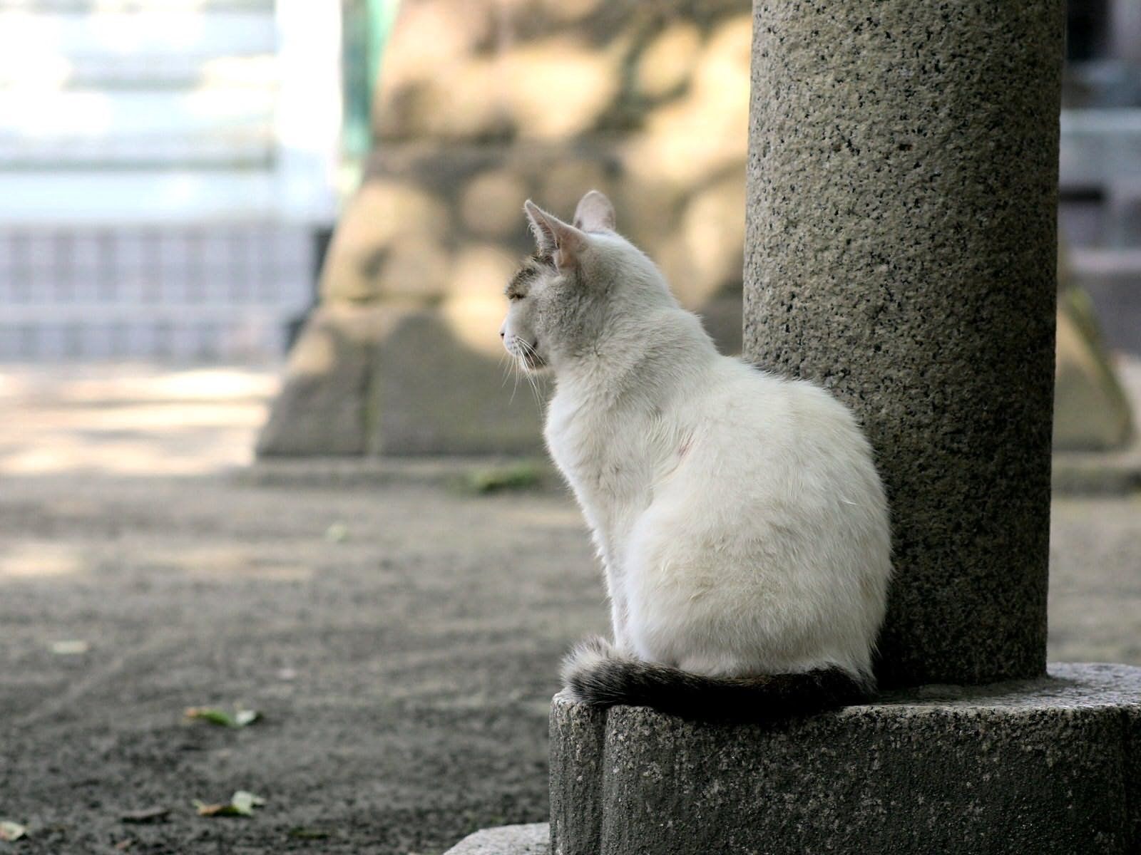 Белая уличная кошка