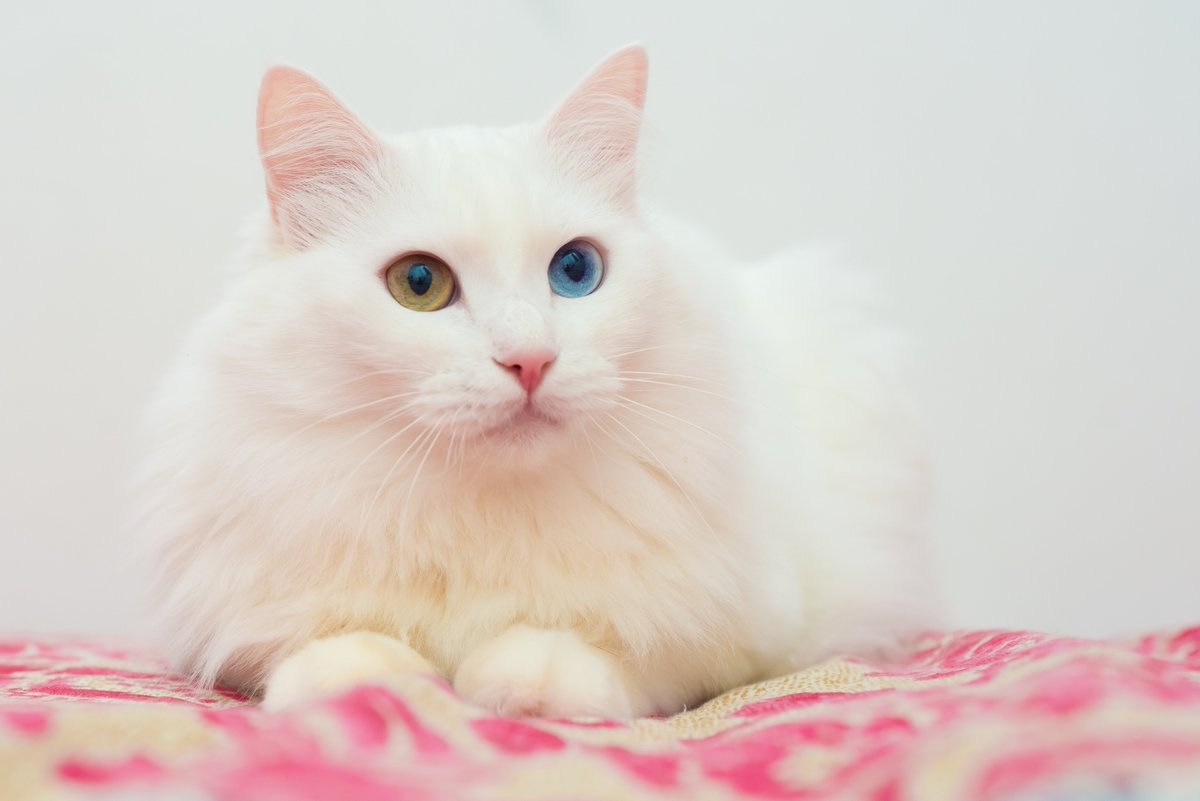 Турецкая Кошка С Разными Глазами