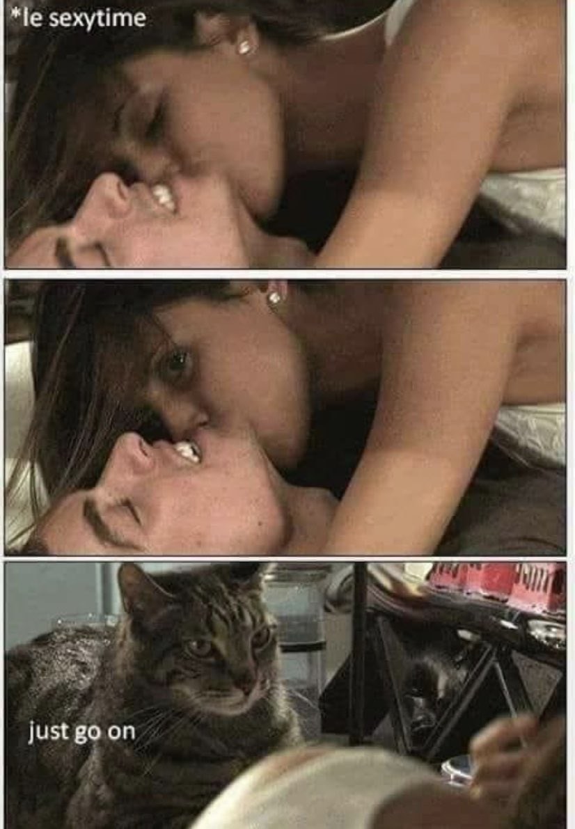 Cats fucking