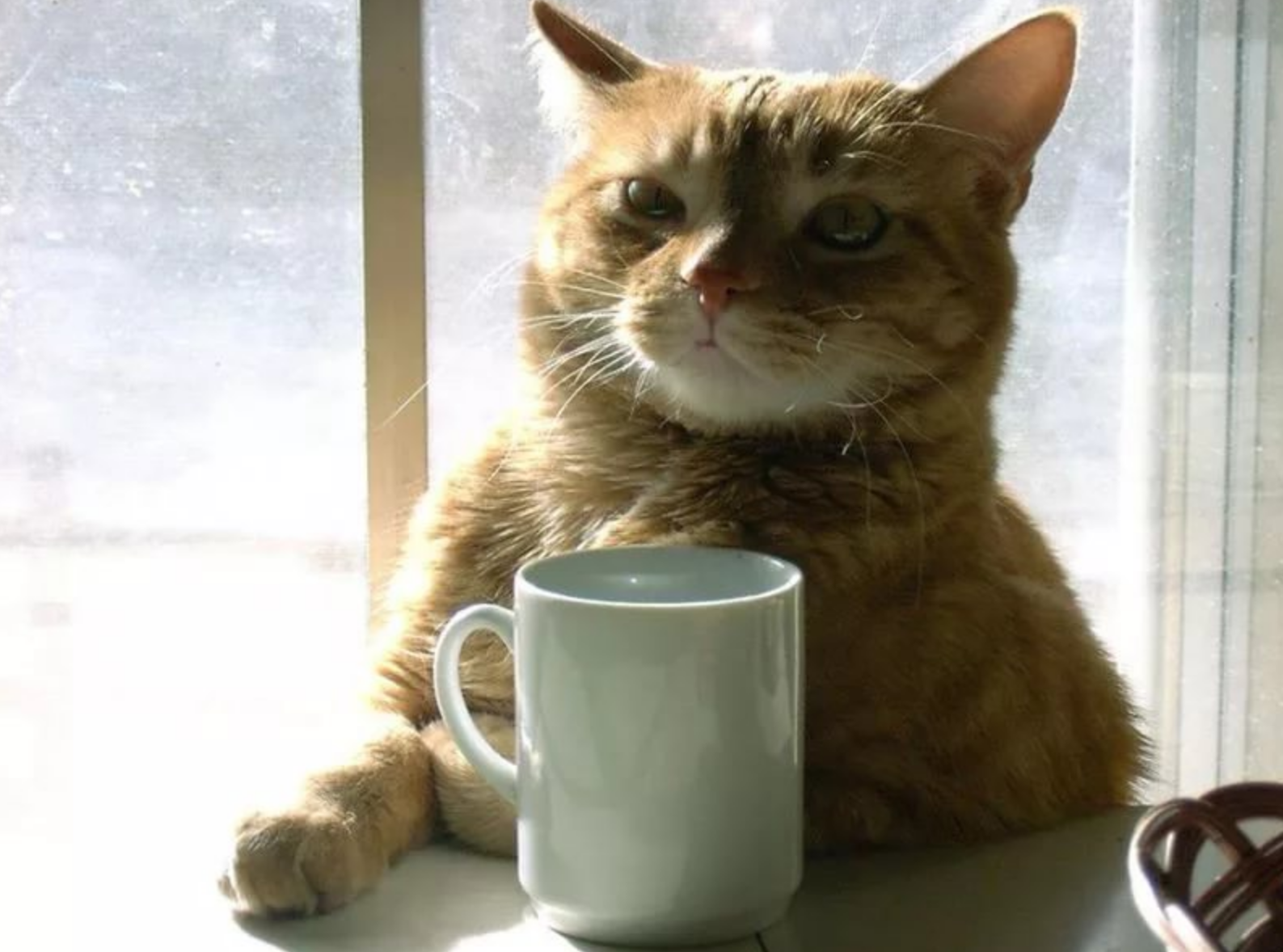 Пей и добрей. Кот и кофе. Кот с чашкой кофе. Котик с чаем. Котик пьет кофе.
